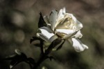 `Cultivo una rosa blanca...`