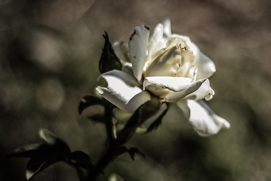 "`Cultivo una rosa blanca...`" de Mara Del Carmen Chiavaro