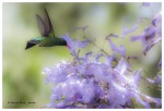colibr libando al jacarand (difusa 1)