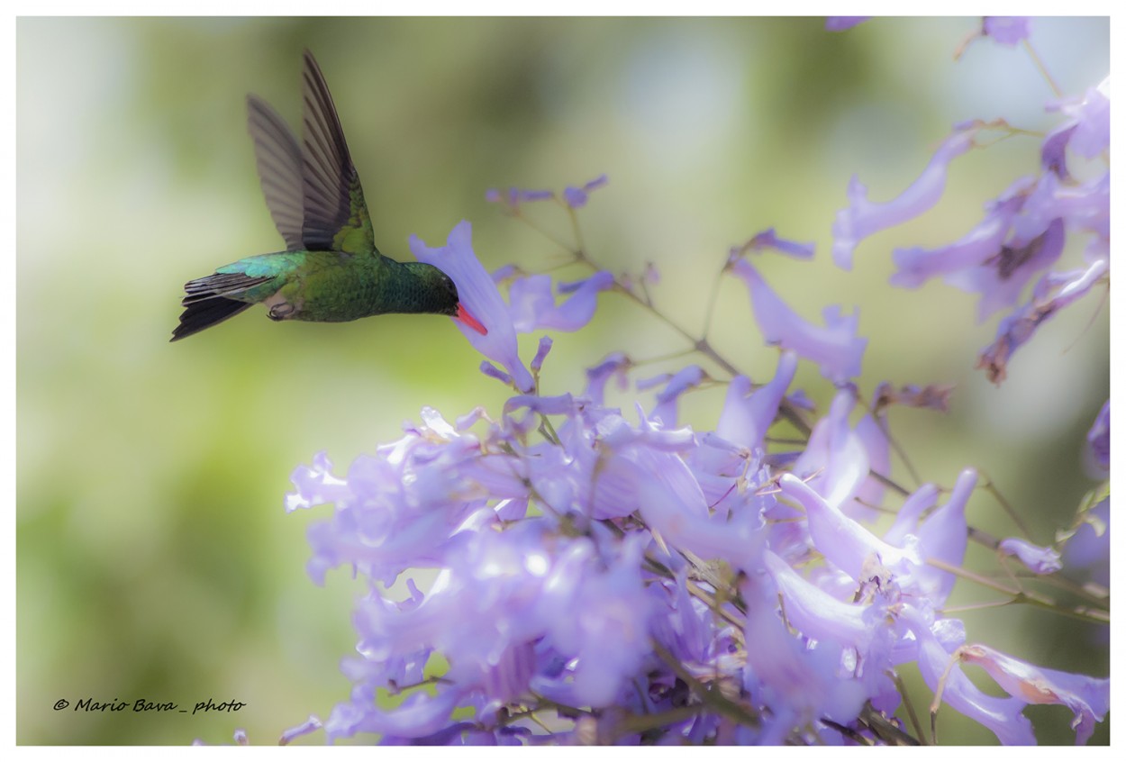 "colibr libando al jacarand (difusa 1)" de Mario Bava