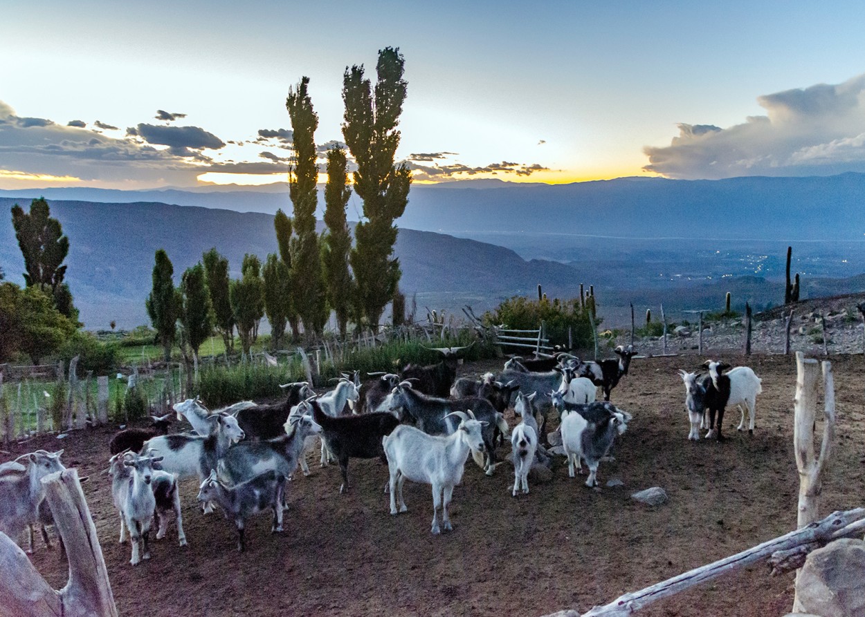 "Las cabras de Agucho" de Edgardo Guzmn