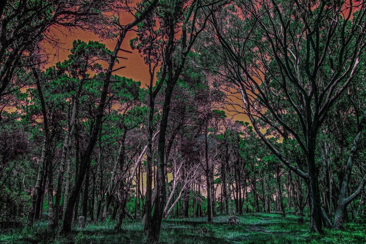 "Una Tarde en el Bosque" de Ruperto Silverio Martinez