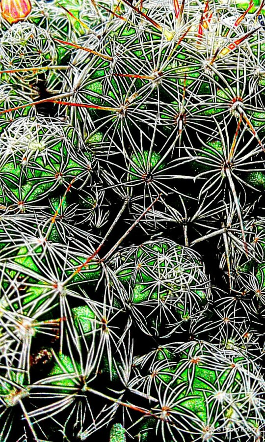 "Cactus" de Santiago Emanuel Meneses