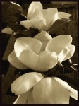 magnolias las tres