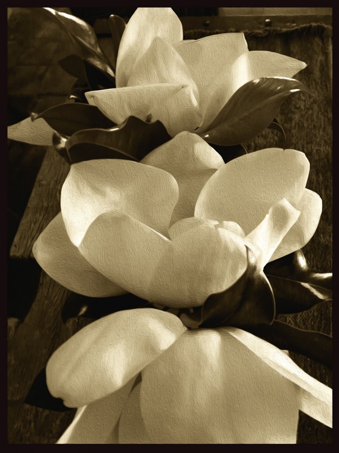 "magnolias las tres" de Vernica Dana