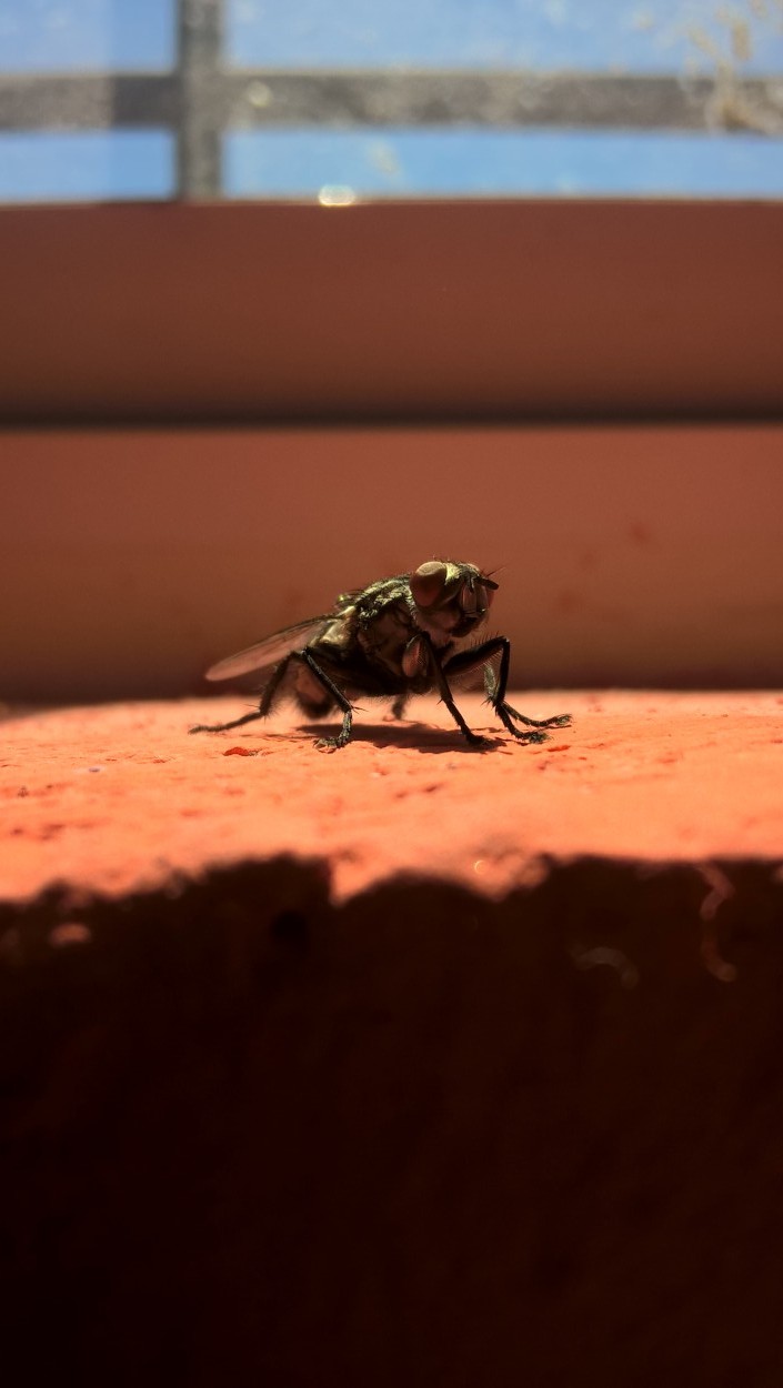 "De una simple mosca surge una gran pregunta" de Marcelo G. Fraga