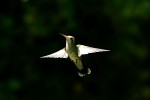 El colibri