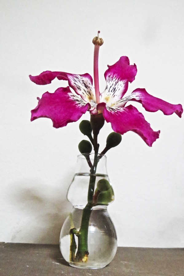"`Flor del Palo Borracho`" de Iris Elizabeth Scotto