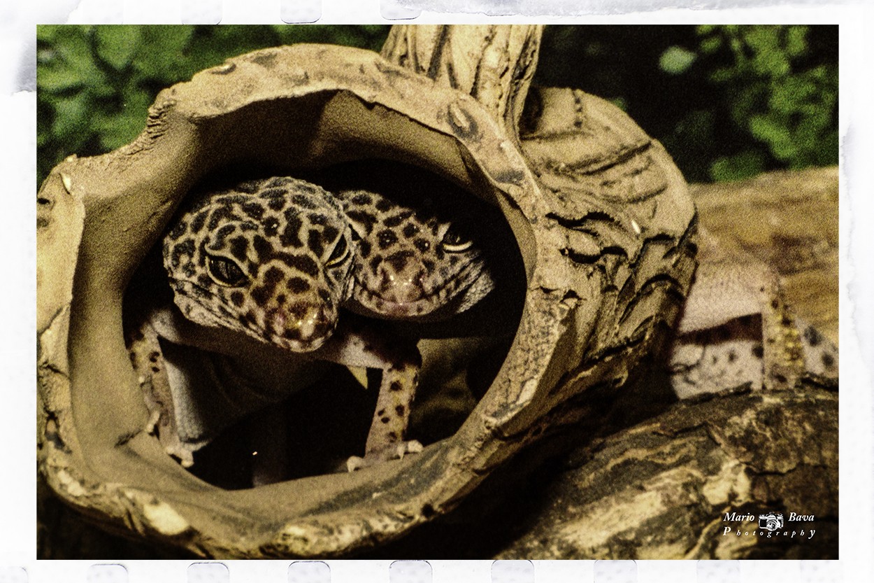"eublepharis macularius ( gecko leopardo)" de Mario Bava