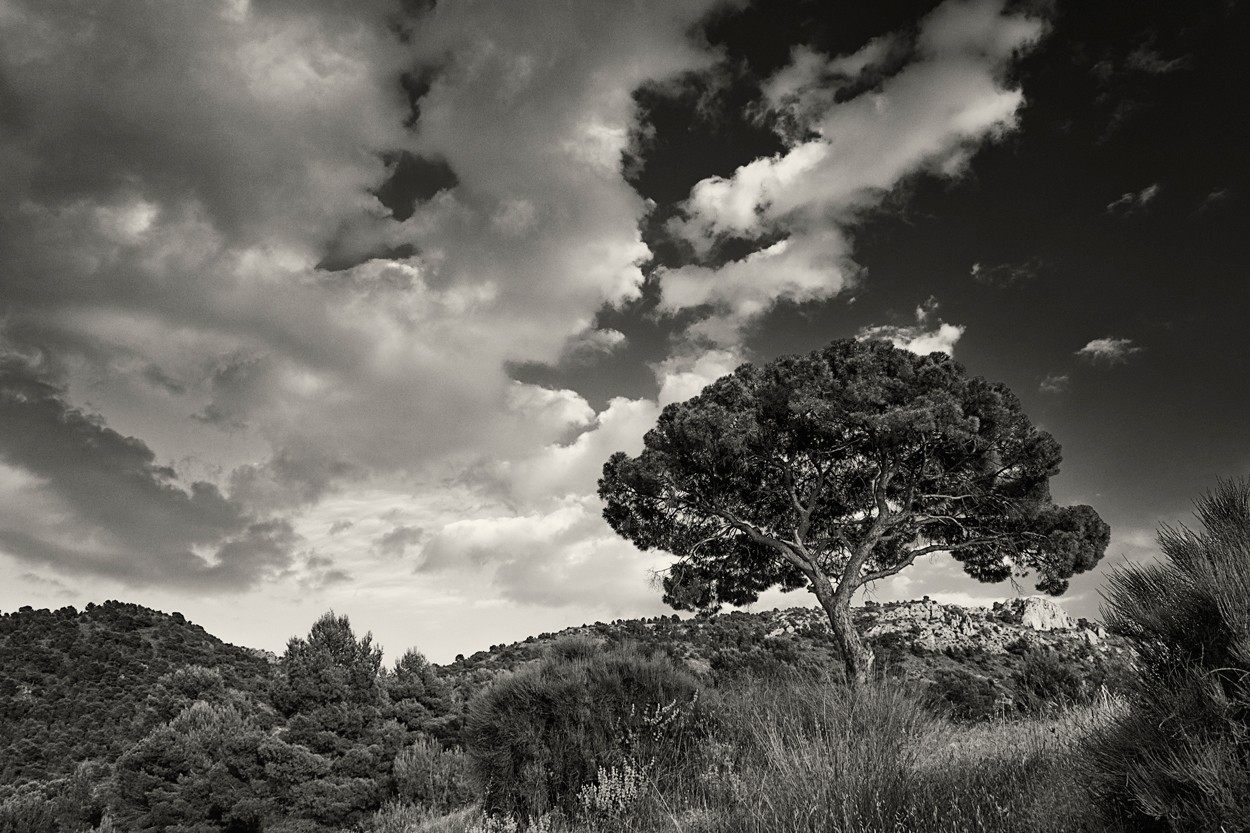 "Gran pino" de Francisco Jos Cerd Ortiz