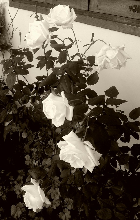 "Las rosas del viejo" de Roberto Guillermo Hagemann
