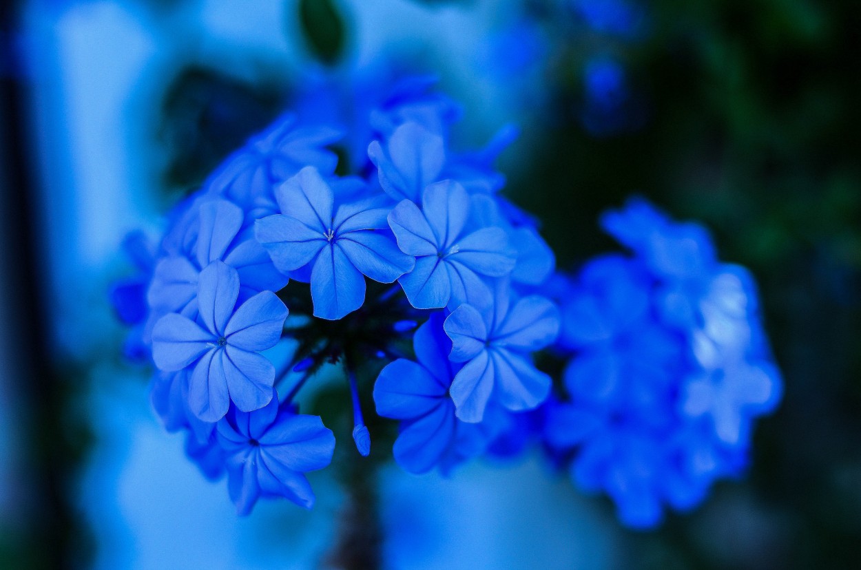 "Hortensia azul" de Marcelo Melideo