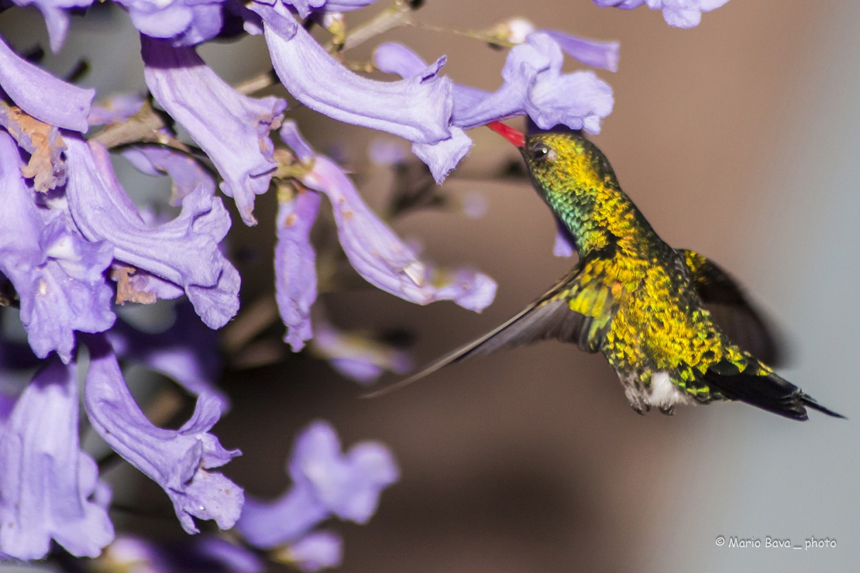 "Un colibr libando el jacarand" de Mario Bava