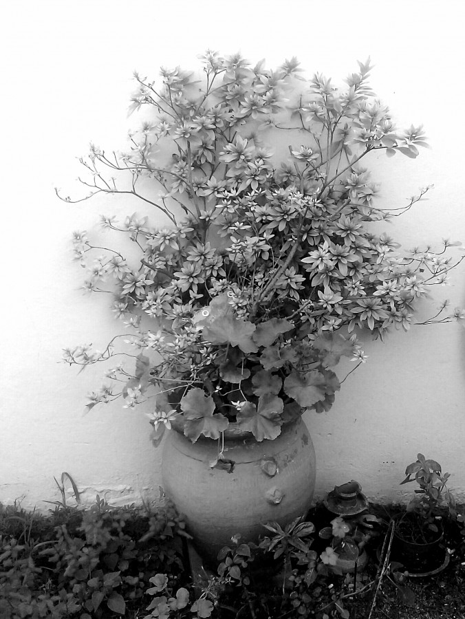 "Jardin blanco y negro" de Roberto Guillermo Hagemann