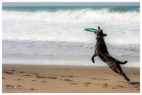 Friduchis y con su fresbee en la playa