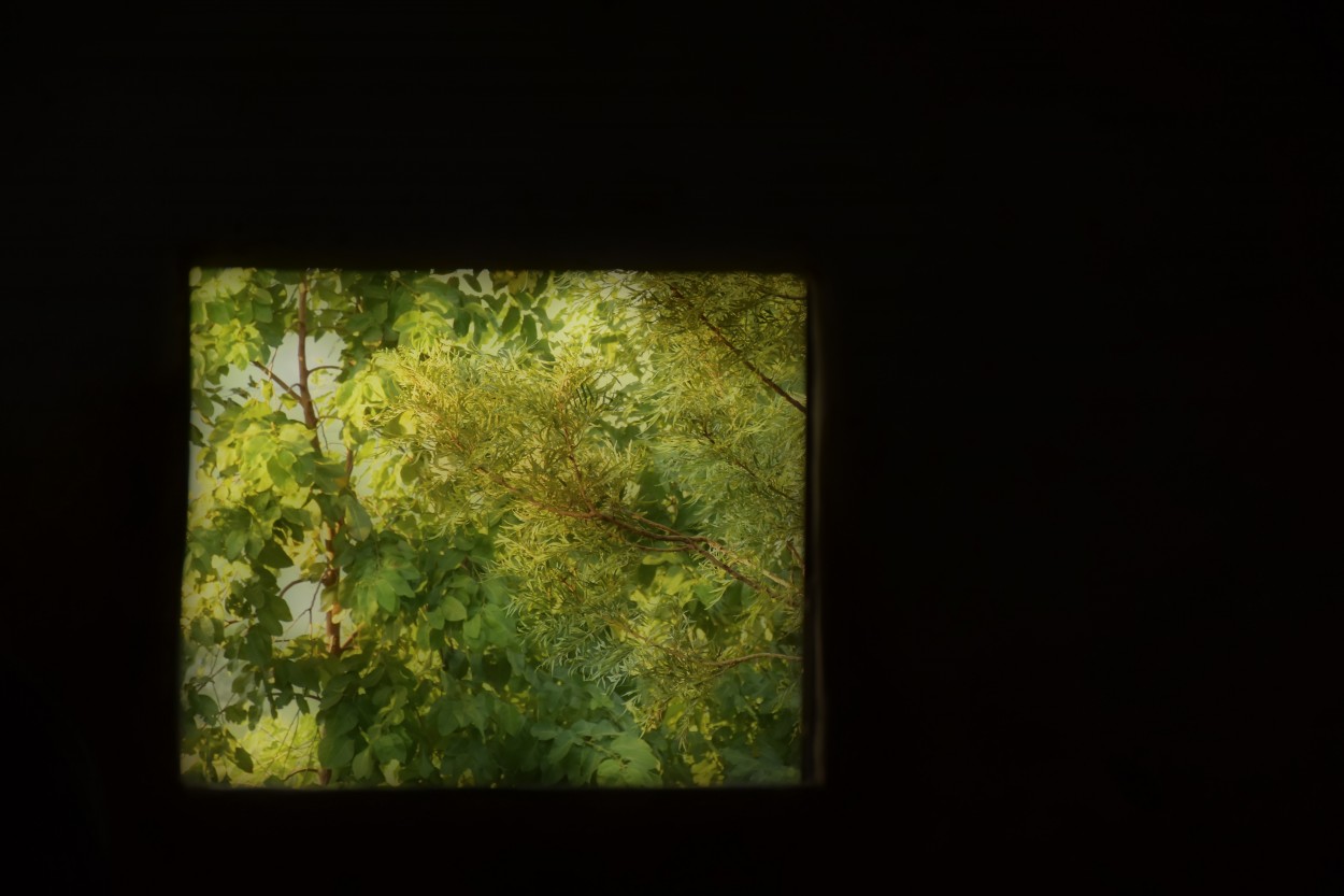 "Una ventana a la naturaleza" de Adriana Claudia Gallardo