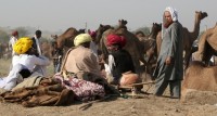 Pushkar, Feria de camellos.