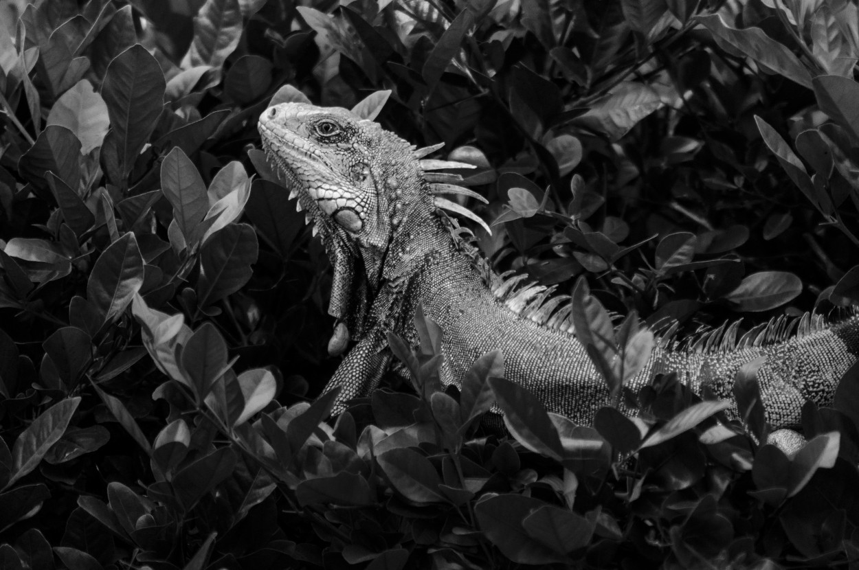 "Iguana iguana" de Ovidio Alberto Arenas