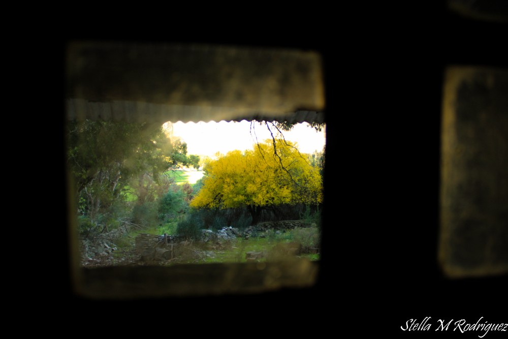 "` Otoo desde el vidrio roto de la ventana`" de Stella Maris Rodriguez