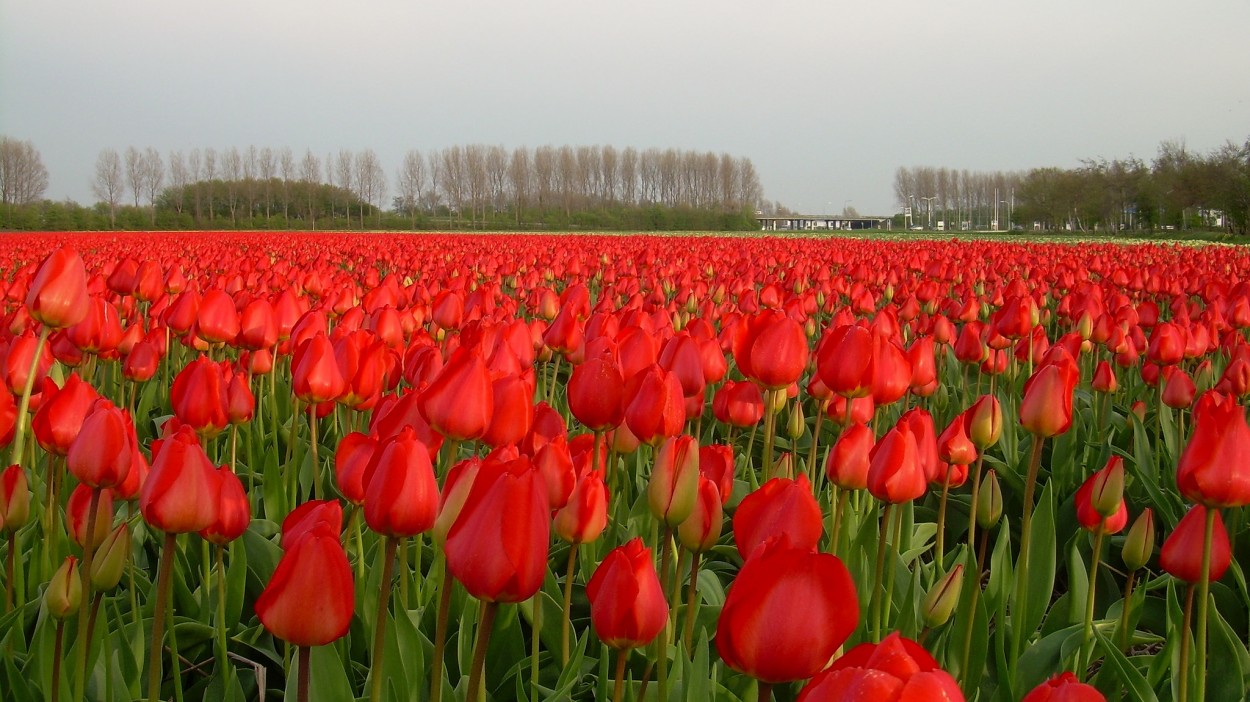 "Campo de tulipanes" de Carlos Eduardo Bagur