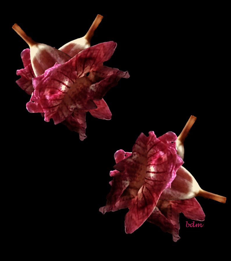 "bignonia rosada simple" de Beatriz Di Marzio