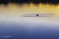 placido flote en el lago