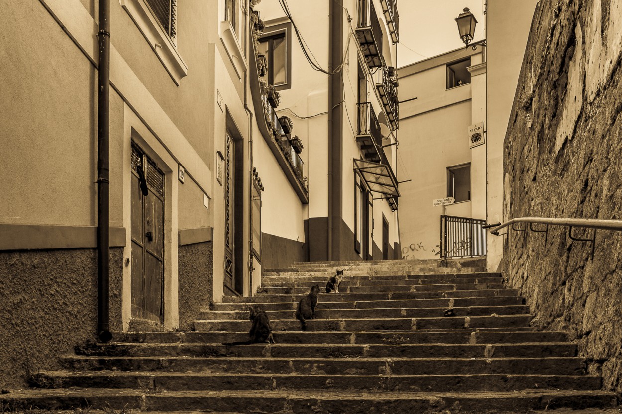 "`La calle de los gatos`" de Mara Del Carmen Chiavaro