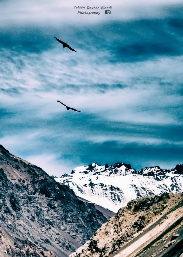"Condores en el Aconcagua" de Fabian Biondi
