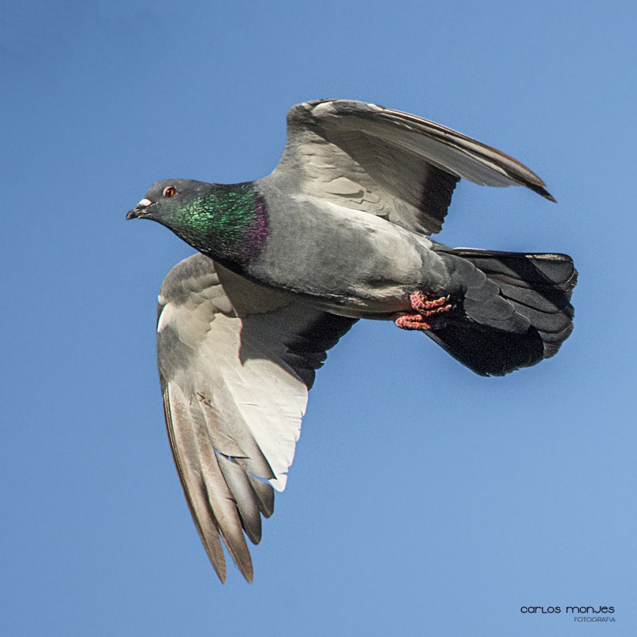 "El vuelo de la paloma" de Carlos Monjes