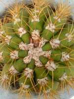 Cabeza de cactus