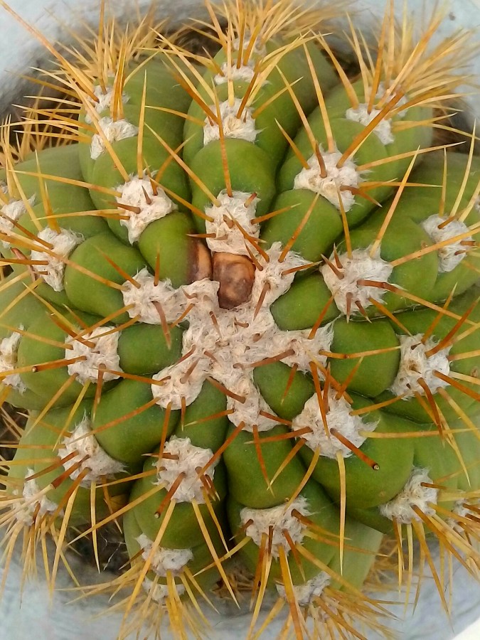 "Cabeza de cactus" de Roberto Guillermo Hagemann