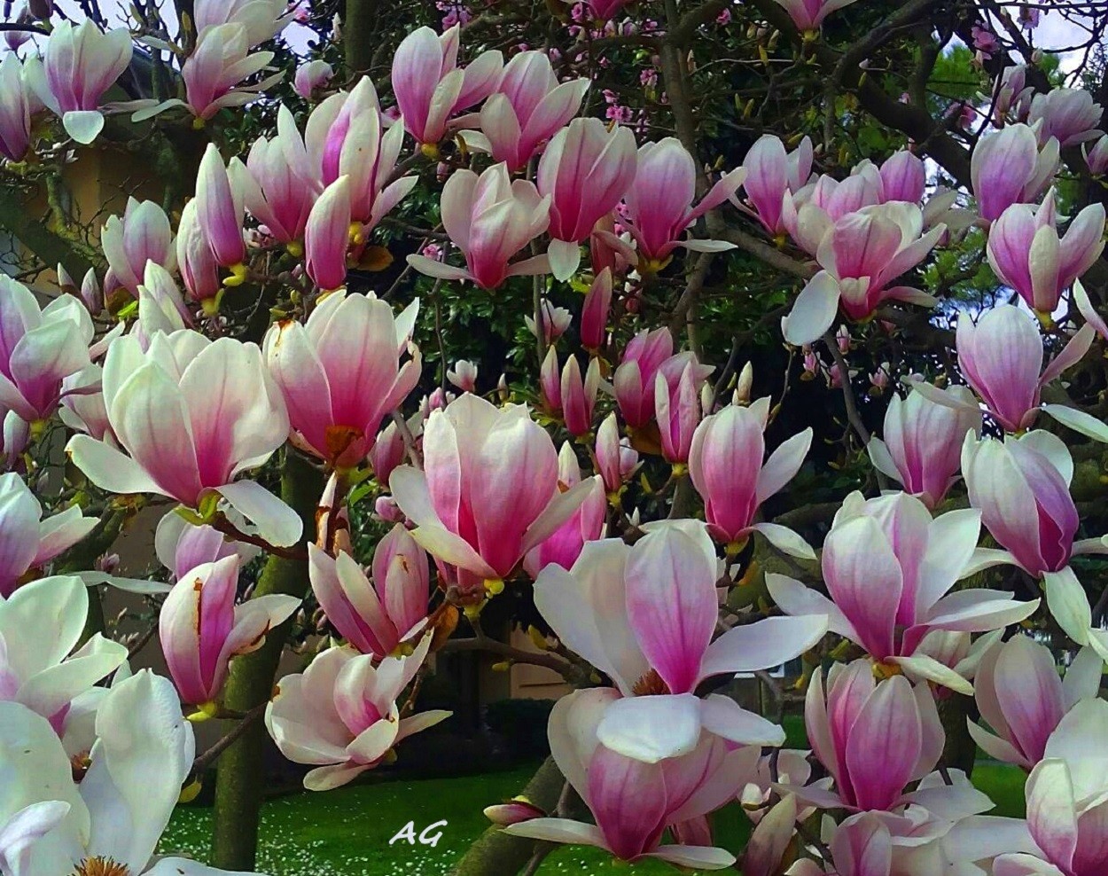"Magnolias en flor" de Ana Giorno