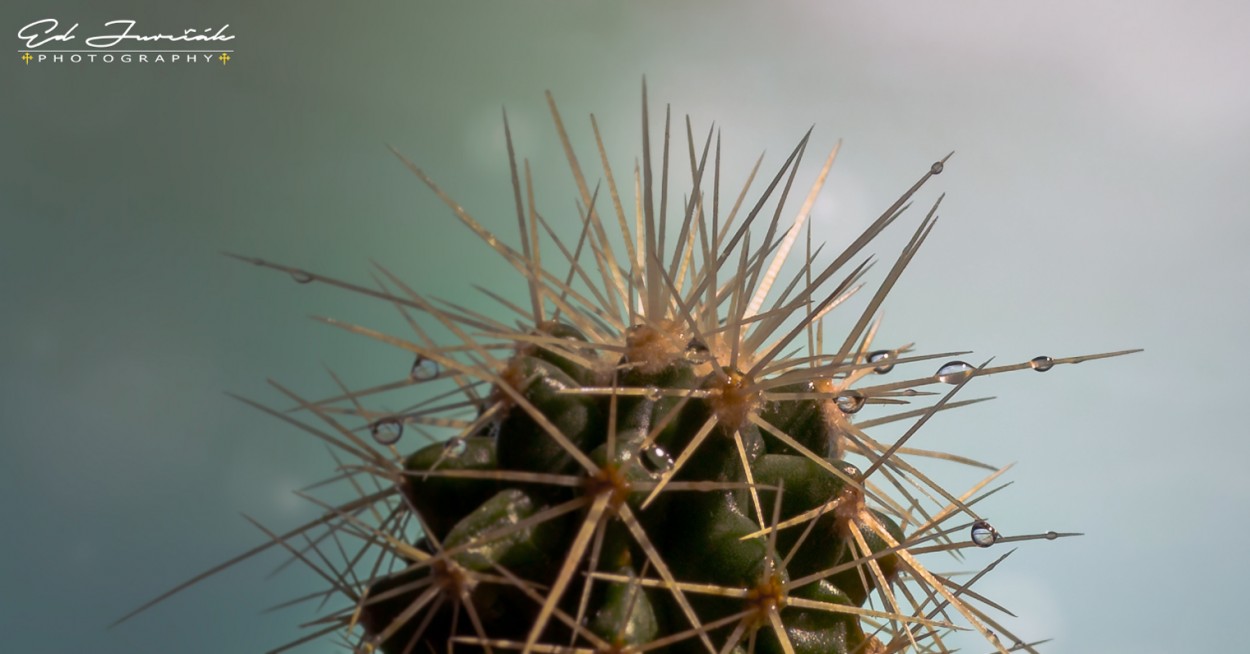 "Los Cactus ... tambien lloran" de Eduardo Jurcak