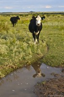 La vaca y su reflejo