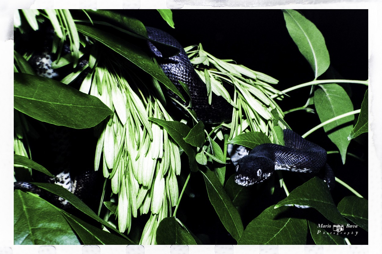 "Lampropeltis getula nigrita (Serpiente rey negra)" de Mario Bava