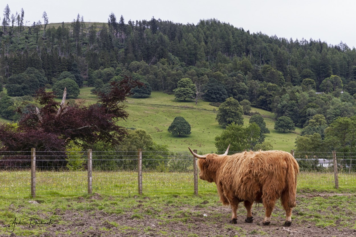 "Highland cow" de Andrs Pluchinotta
