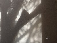 sombras en mi patio