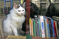 El gato con libros