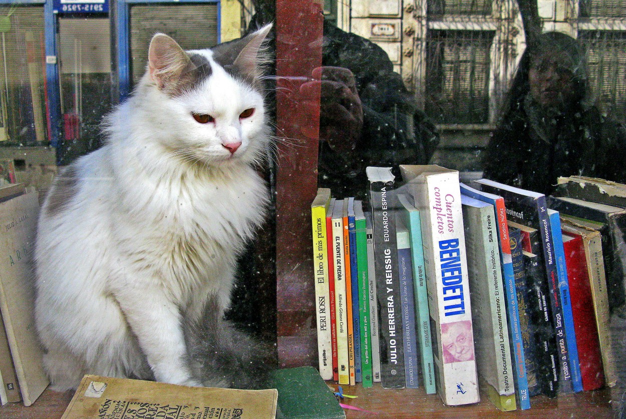 "El gato con libros" de Jorge Zanguitu Fernandez
