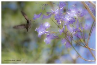 Romance del colibr y el jacarand
