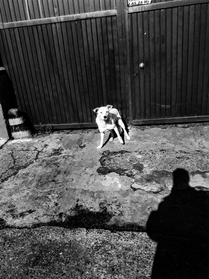 "Le chien" de Manuel Garxa