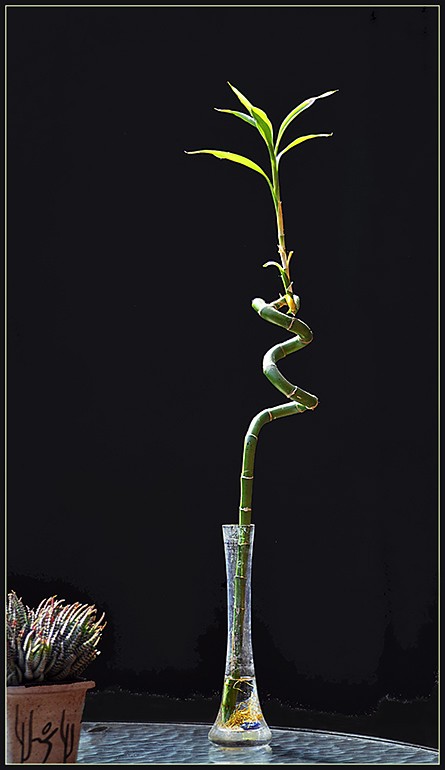 "Bambu Helicoidal" de Ruben Perea
