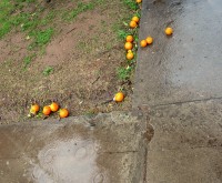 naranjas bajo la lluvia