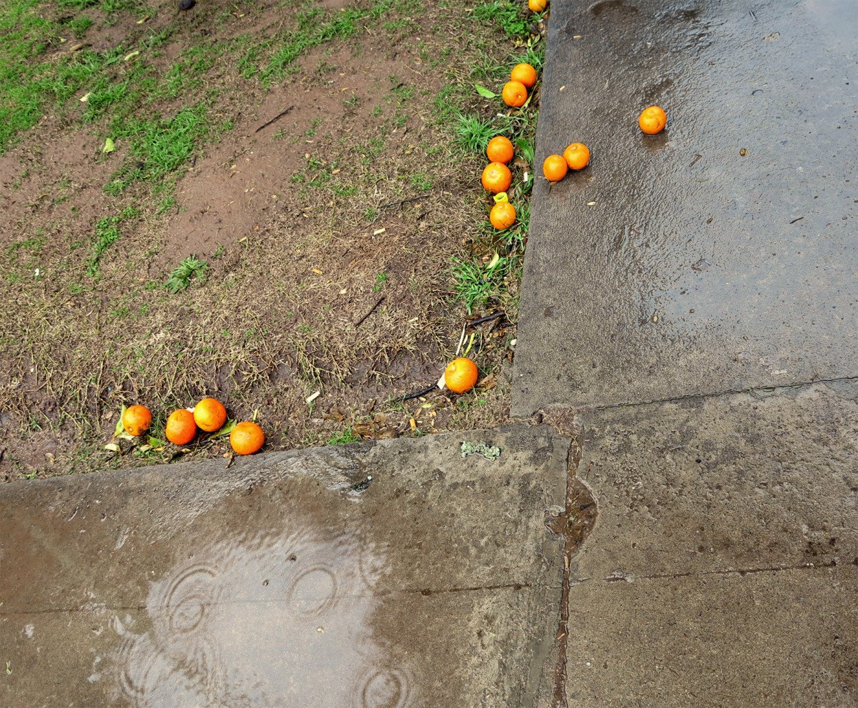 "naranjas bajo la lluvia" de Vernica Dana