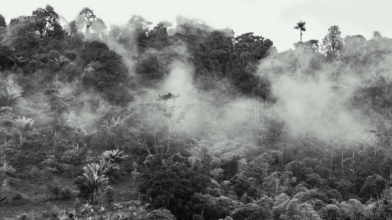 "Mindo, el bosque nublado" de Carlos Gianoli