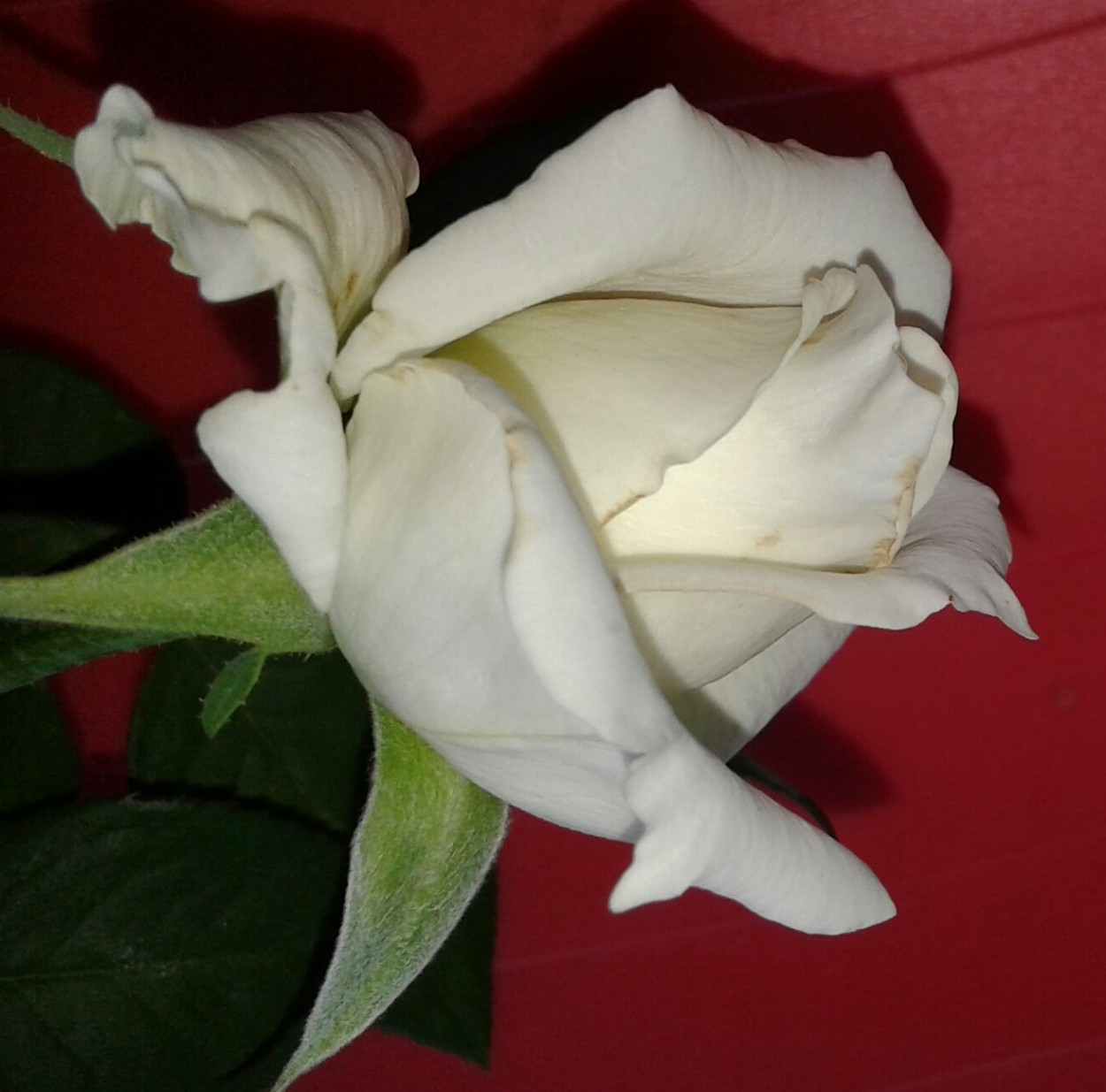 "Mi rosa blanca" de Maria Del Carmen Capacio