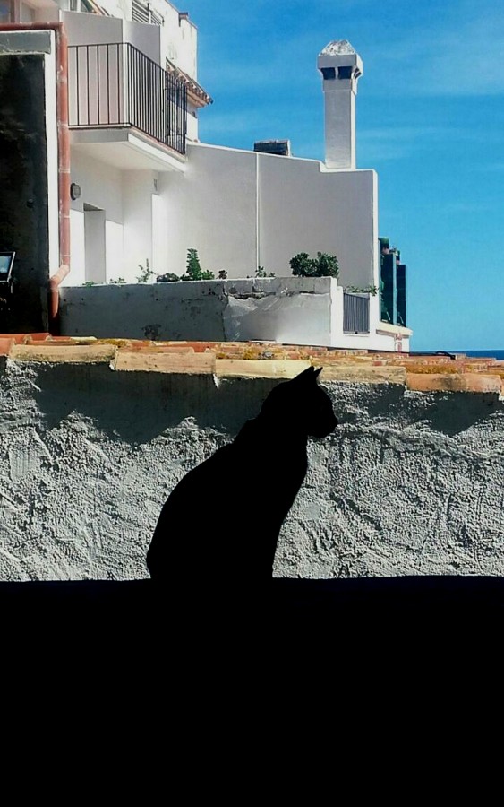 "El Gato Negro" de Luis Alberto Bellini