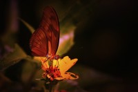 Mariposa, luces y sombras