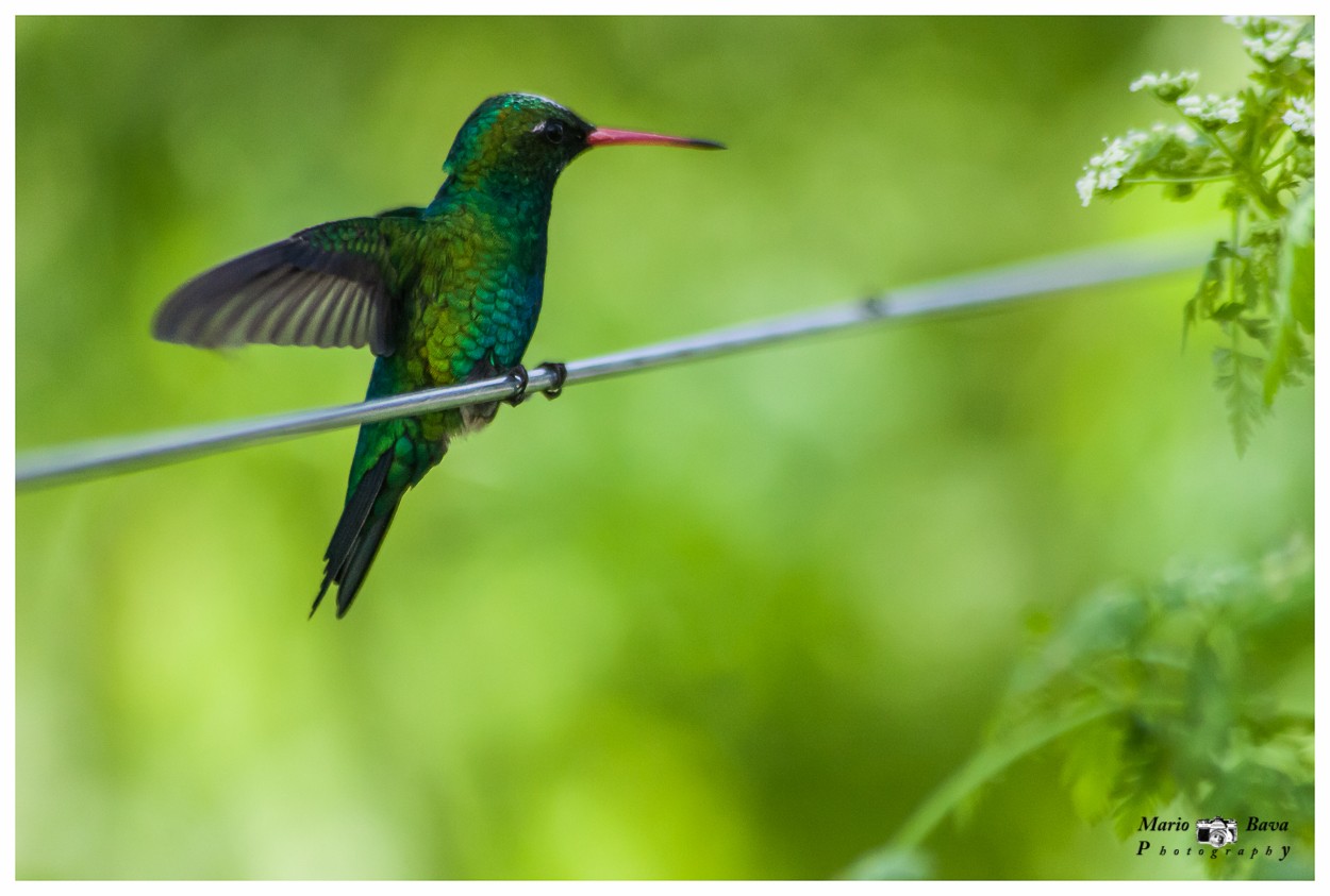 "colibr en el alambre" de Mario Bava