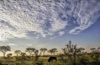 De maana en el Kruger